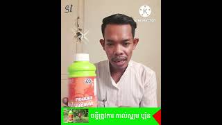 #ចន្ទីត្រូវការ កាល់ស្យូម បូរ៉ុន នៅពេលណា?EP.141 #កសិកម្មស្រុកយើង