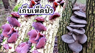 เก็บเห็ดนางรม เห็ดหูหนุป่า หมานๆ ดอกสวยๆเลยจ้า | คนไทยในต่างแดน เก็บเห็ดต่างประเทศ