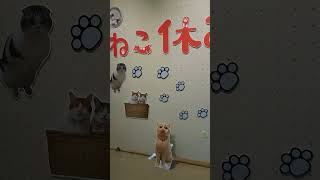 ねこ休み展 その２