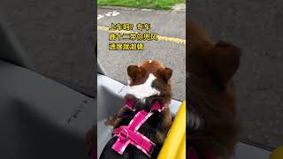 上车吗专车 小狗为您服务 开启自驾专车柯基 电瓶车小狗 萌宠出道计划 傻狗的日常