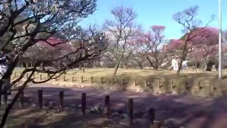 梅林　荒山公園　2016.2.18