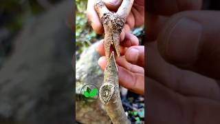 Grafting techniques of persimmon plant so relaxing and easy #satisfying #tree #budding