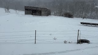 Digging the donkeys out of the ice. Hank and his ladies are super happy to have paths made!