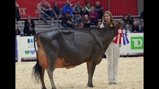 Great Class of 4 Year Old Jersey's at the Royal 2024 - Top 2 from Ferme P Boulet Inc \u0026 Enniskillen