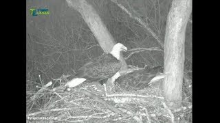 DHEC Dale Hollow Eagles ~ Let's Check Again The Nest ~ 1.21.18