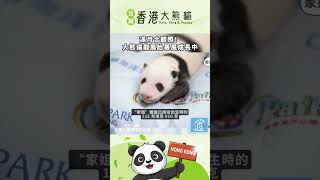 滿月合體照！大熊貓龍鳳胎暴風成長中 #香港大熊貓 #panda  #hongkong  #香港