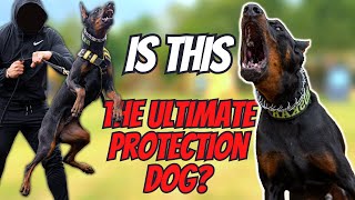 Doberman Pinscher: The Ultimate Protection Dog?