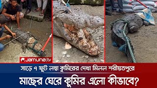 শরীয়তপুরে মাছের ঘেরে নোনাপানির বিশাল এক কুমির, এলো কীভাবে? | Crocodile | Jamuna TV |