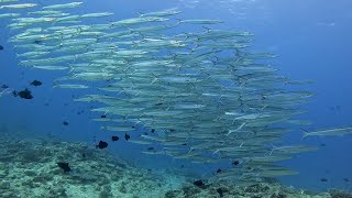 沖縄 粟国島・ホソカマスの群れ 2023 今季5回目の粟国島遠征 Scuba Diving in Aguni Island, Okinawa, Japan