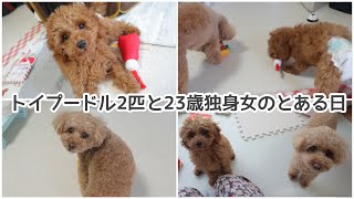 【子犬】23歳独身女とトイプードル2匹の日常