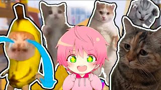 色んな猫ミームを見つけるロブロックス！【 ROBLOX / ロブロックス 】【てるとくん】