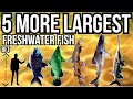 5 More Largest Freshwater Fish In The World