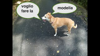 LE FOTO DELL' AMABILE DOG STELLA 2019 QUANDO e  ALL' APERTO./ Natural Endless Love