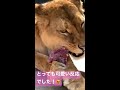 メスライオンにお肉の塊あげたら？i gave a lump of meat to a female lion