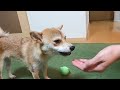 豆柴犬「はる」１歳！角膜に傷 t_t 目薬がこんなに難しいとは！ shiba dog corneal scar eye drops are difficult