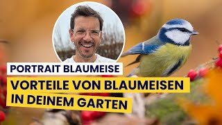 HILF den Blaumeisen - dann HELFEN SIE DIR!! Wieso und wie du diese Meisenart unterstützen sollst....