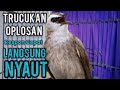 TRUCUKAN Ombyokan,trucuk bahan malas BUNYI Agar NYAUT dengar PANCINGAN Burung trucukan GACOR ropel