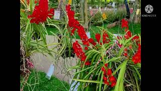 พาชม เข็มแดง Ascocentrum curvifolium chiangmai thailand. Song สวน อบจ.เชียงใหม่