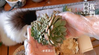 李滚滚：爱丽儿缀化，越养越喜欢的品种，比橙子缀更优秀哦，种草它准没错｜室内养多肉