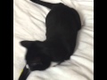 Cat with 3 legs playing