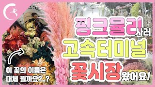 [골든캣츠] 없는게 없는 고속터미널 꽃시장을 파헤치다!!