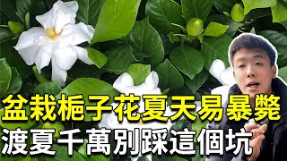 盆栽梔子花夏天易暴斃！要想花開得好，一定避開這個養梔子花的大坑【禪藝綠植工作室】