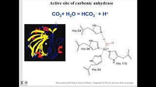 Enzyme catalysis  Part 3, Catalytic strategies