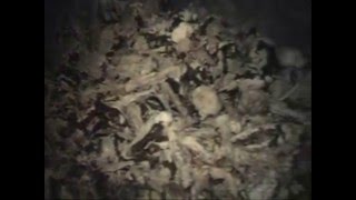 BARABRA PIT-Biggest secret mass grave of the communist regime in Yugoslavia