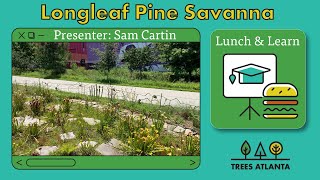 Lunch and Learn: Longleaf Pine Savanna