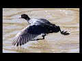 coots call sounds amazing how to coots hunting