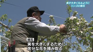 リンゴの摘花　庄原市東城町