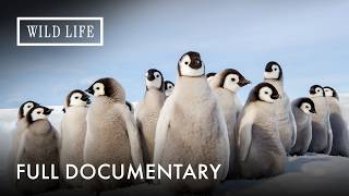 The Silent Collapse of Africa’s Penguins | Penguins: The African Chaplin | Full Documentary