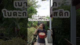 เพาะถั่วงอกในตะกร้าพลาสติก #เกษตรป๊อบป๊อบ #diy #โตเต็มฟาร์ม #gardening #ปลูกผักกินเอง #เพาะถั่วงอก