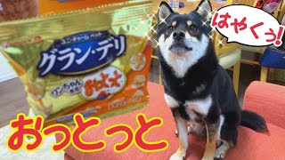 柴犬   こんなおやつあるの！？犬用おっとっと！【豆柴】Shiba Inu dogs eating a rare treat