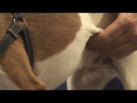 How To Become A Dog Breeder How To Become A Dog Breeder