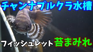 チャンナプルクラ水槽　フィッシュレットから約1カ月　苔まみれなので掃除しました