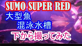 SUMO SUPER REDと大型魚混泳水槽を下から撮影しました