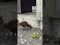 newzealand vogel auf dem parkplatzbereich des hokitika gorges . wir hatten ihn erst mit einem kiwi