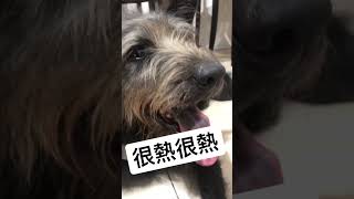 很熱很熱很熱！！！ #大馬 #狗狗 #狗狗日常