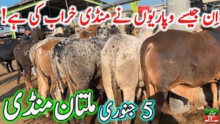 Multan Cow Mandi Fresh Latest Update Video | Cholistani Ablk Nukre Sahiwal Bachre | Cow Mandi 2024🔥💯