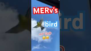 Mervs BIRD visits window, TODAY best MORNING EVER #bagagwa #catsofyoutube #cats #shorts #funnycats