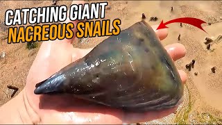 Catching Sea Creatures: How to catch A Giant Nacreous Snail and Hairy Clam at Low Tide