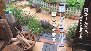 [ガーデニング]春雨の庭/雨が止んだら優しいブルーのお花を探してみよう/おつとめ品イソトマ/お値打ち木製物置