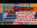 NOL EF 5 HARI KEMUDIAN DIBERIKAN JANGKRIK 3 EKOR SEHARI‼️CARA MURAI BATU CEPAT GACOR