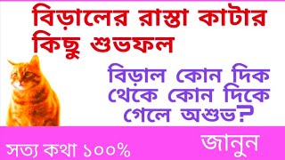 বিড়ালের রাস্তা কাটার কিছু শুভফল ! বিড়াল রাস্তা কাটলে কি শুভ ও অশুভ হয় ? Sotto Katha 100%