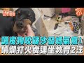 調皮狗咬破沙發媽氣瘋！　啃爛打火機連坐教育2汪｜TVBS新聞｜擠看看