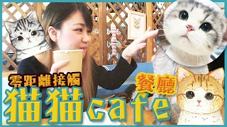 超萌的猫咪咖啡餐厅｜零距離接觸喵星人｜Cute cat cafe in Paris｜パリのかわいい猫カフェ｜Utatv