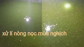 Chia sẻ một số lưu ý khi ương nòng nọc mùa nghịch