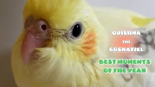 Cockatiel Quishna’s Telling a short Story about Himself | Best Moments of the Year 2020-2021