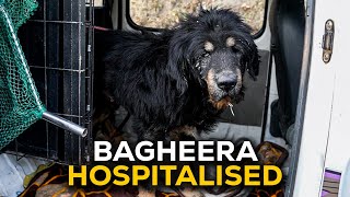 Bagheera the Tibetan mastiff ne khaana peena chhor diya hai